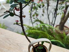 -知亘茶食