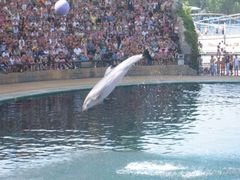 -秦皇岛乐岛海洋王国