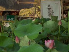 -花之城