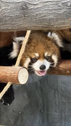 -Zoolung Zoolung动物主题公园(海信广场店)