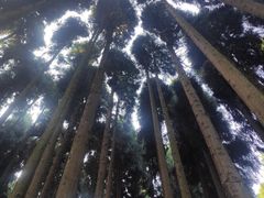 -武陵山森林公园