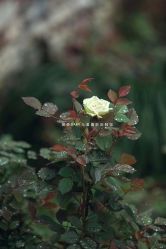 -糖果baby儿童摄影定制馆(外景店)