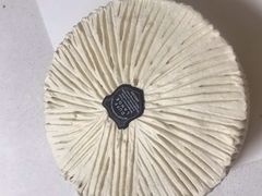 -杜夫朗格·蛋糕(烟台店)