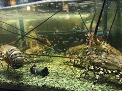 -Isla Sugbu Seafood City