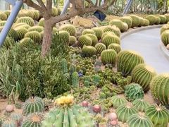 -深圳仙湖植物园