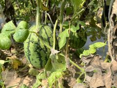 -庞各庄翠芳园西瓜蔬菜基地采摘园