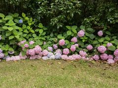 -上海滨江森林公园