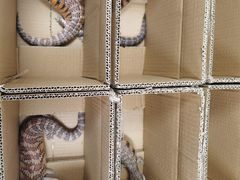 -北京观赏动物医院·24小时大型综合·猫专科·异宠专科