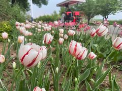 -石家庄市植物园