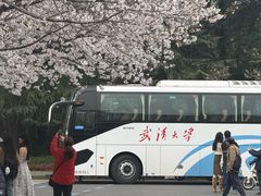 -武汉大学-樱园