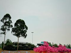 -空港花田景区