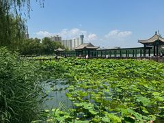 -莲花池公园
