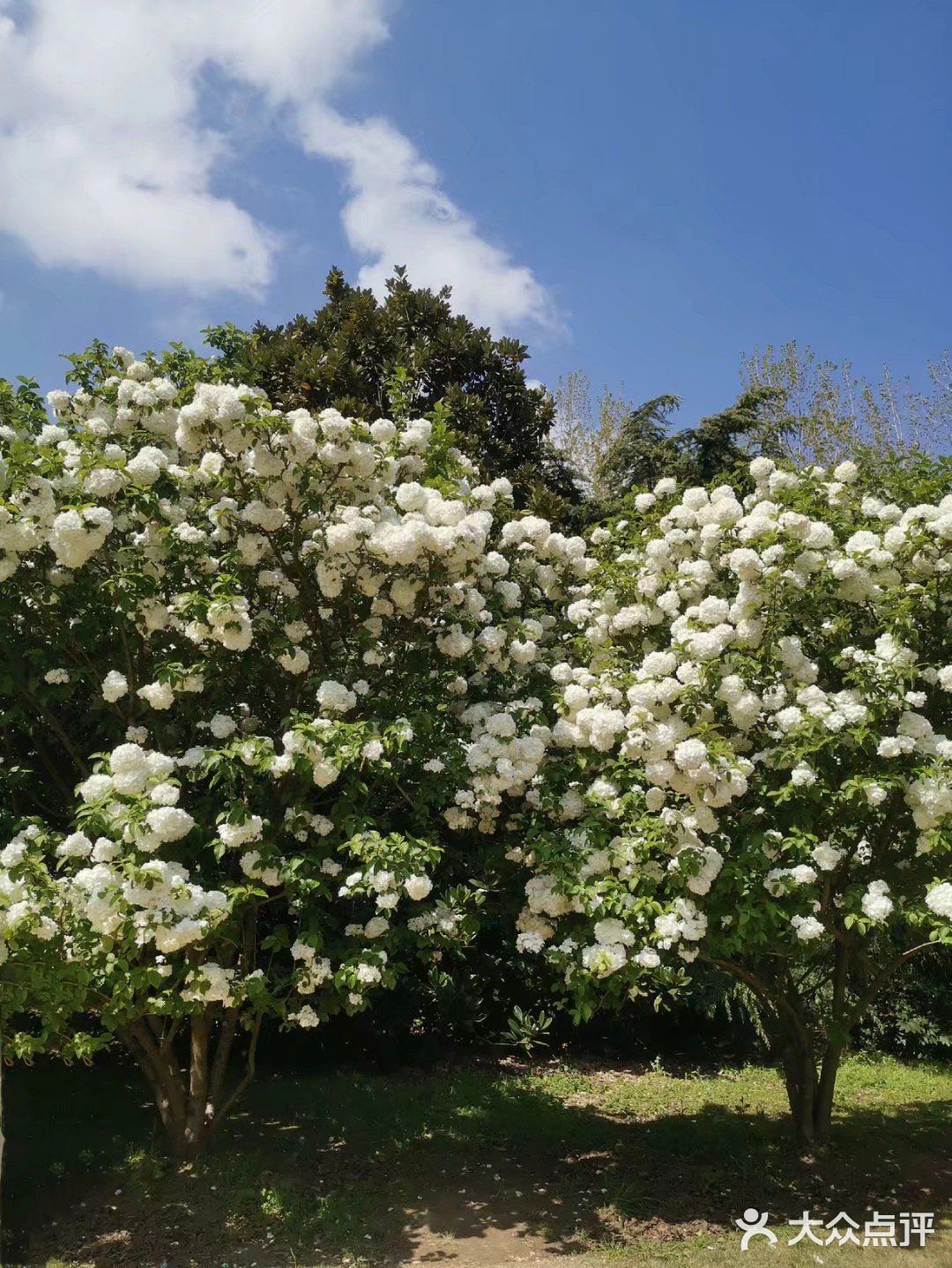 带你去魔都走马观花