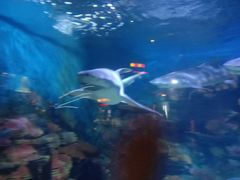 -烟台海昌鲸鲨海洋公园