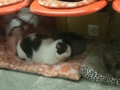 -猫咪博物馆(顶澳仔猫街店)