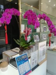 -日本普洛莱茜尔美睫美甲
