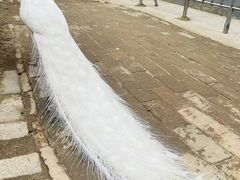 -保定市动物园