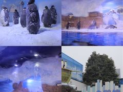 -海合安成都极地海洋公园