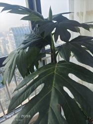-HEYAN荷妍专业脱毛连锁机构