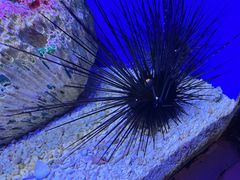 -上海海洋水族馆