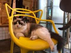 -喵屿·大理花园猫咖