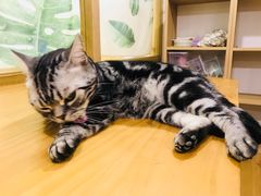 -藦茜花园宠物主题亲子互动体验馆(国顺东路店)