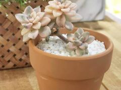-Libra Flora花店(骆岗中央公园店)
