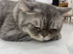 -喵园·猫主题咖啡厅·撸猫·猫咖(国贸店)