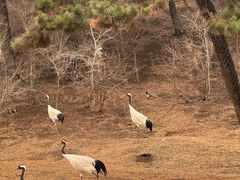 -沈阳森林动物园