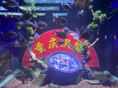 -重庆欢乐海底世界