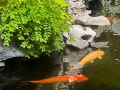 -鲤院·新中式美学·庭院餐厅(夫子庙店)