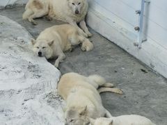 -大连森林动物园