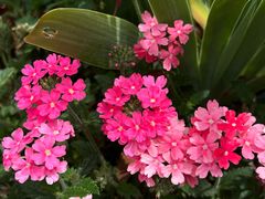 -陆家嘴中心绿地