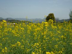-桑洲油菜花景区