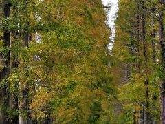 -黄海国家森林公园