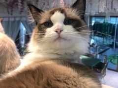 -喵喵咪呀布偶猫咖(春熙路店)