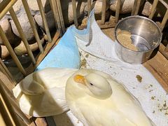 -馬蘭花開(车站大道店)