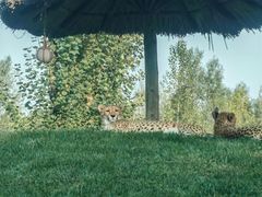 -北京野生动物园