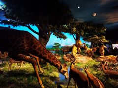 -国家自然博物馆