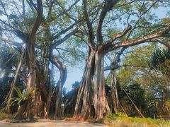 -瑞丽独树成林风景区