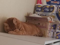-纳吉亚猫专科动物诊疗中心(蒋宅口分院)