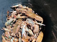 -虾胡闹龙虾馆(湄南河店)