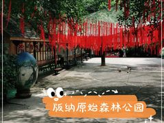 -西双版纳原始森林公园