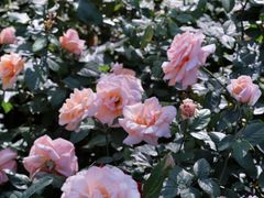 -人民公园(罗湖区)