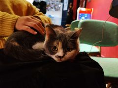 -猫色咖啡·猫咖