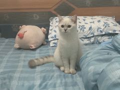 -安安宠医宠物医院·异宠·犬猫内科(岳阳分院)