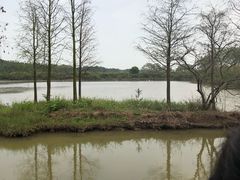 -大湾区中央湿地公园