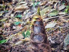 -祁门牯牛降观音堂风景区
