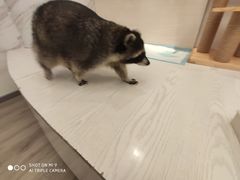 -浣熊柯尔鸭土拨鼠·电玩咖