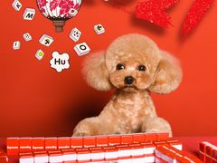 -读宠于你·约克夏比熊·睫角守宫·爬宠售卖(高新店)